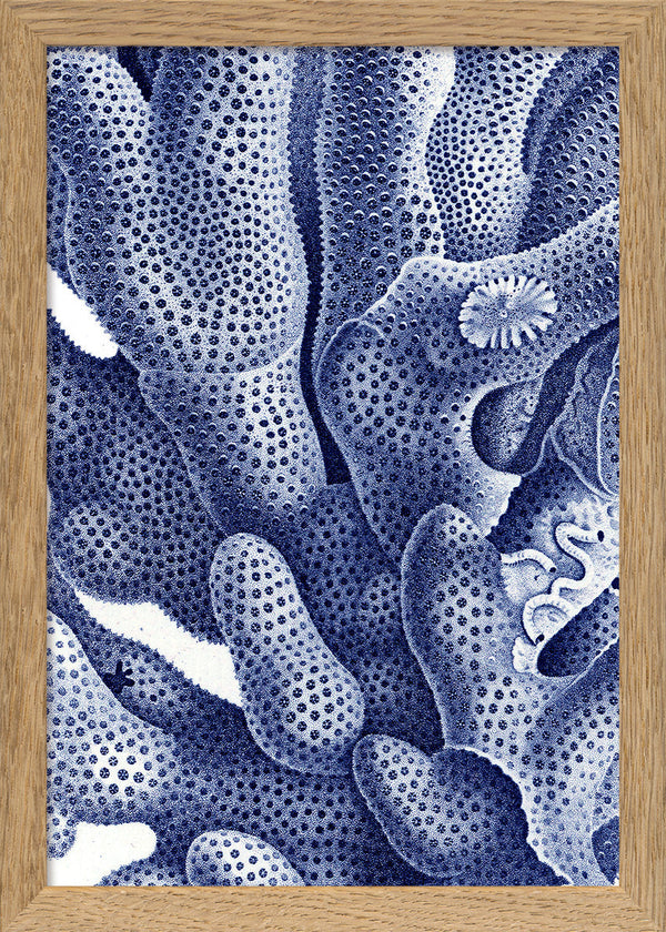 Stony Corals - detail I.