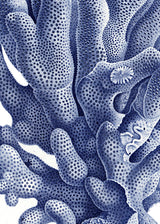 Stony Corals - detail I.