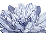 White Lily - detail I.