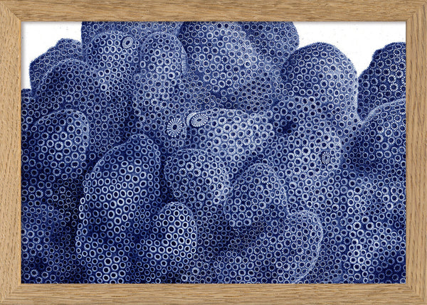 Stony Corals - detail II.