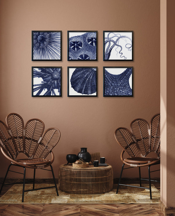 Sea Star top view -detail II.