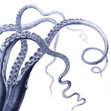 Octopus - detail II.