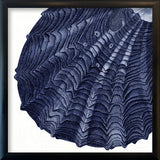 Closed Clam - detail