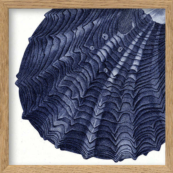 Closed Clam - detail