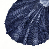 Closed Clam - detail