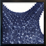 Sea Star top view -detail II.
