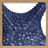 Sea Star top view -detail II.