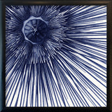 Sea Urchin with Spines - detail II.