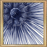 Sea Urchin with Spines - detail II.