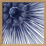 Sea Urchin with Spines - detail II.