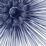 Sea Urchin with Spines - detail II.