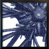 Sea Urchin - detail
