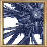 Sea Urchin - detail