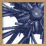 Sea Urchin - detail