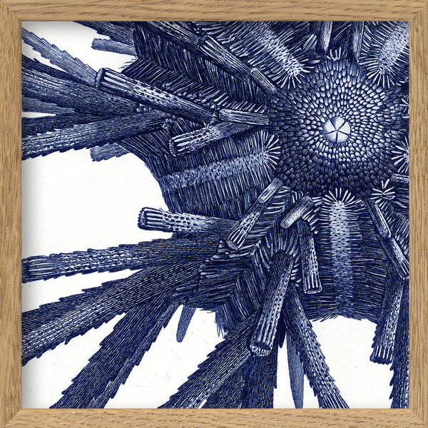 Sea Urchin - detail