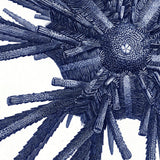 Sea Urchin - detail
