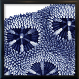 Stony Corals - detail III.