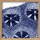 Stony Corals - detail III.