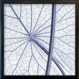 White Lily - detail II.