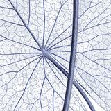 White Lily - detail II.