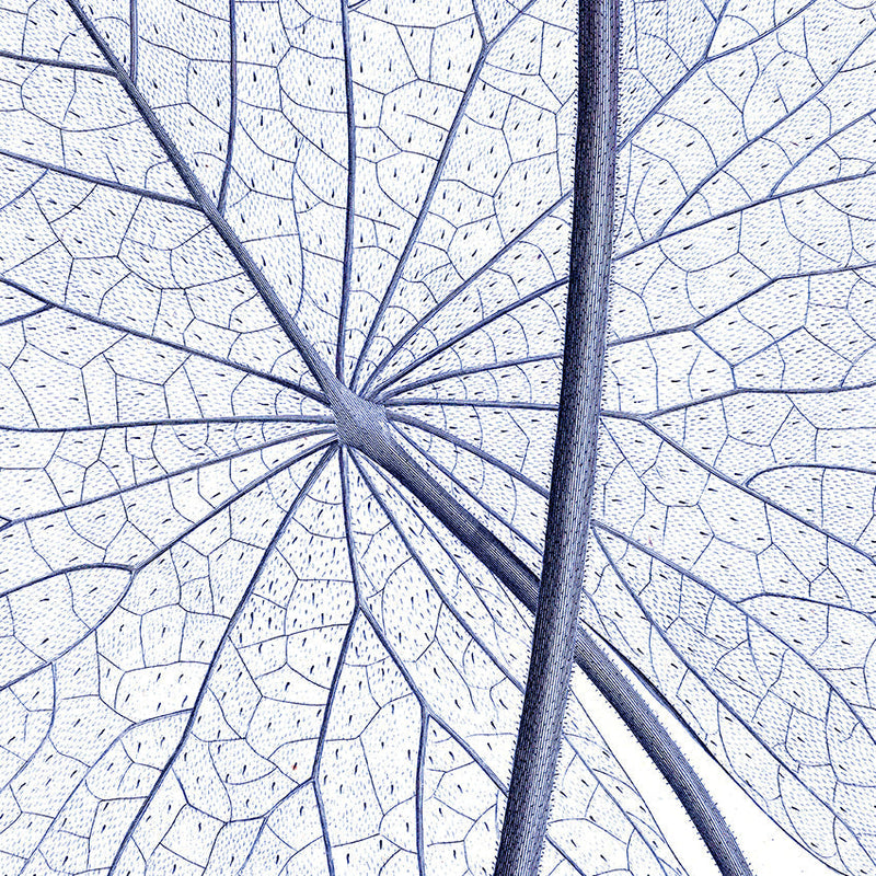 White Lily - detail II.