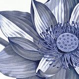 Sacred Lotus - detail
