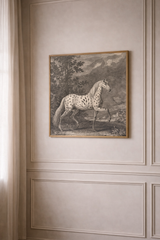 Appaloosa Horse