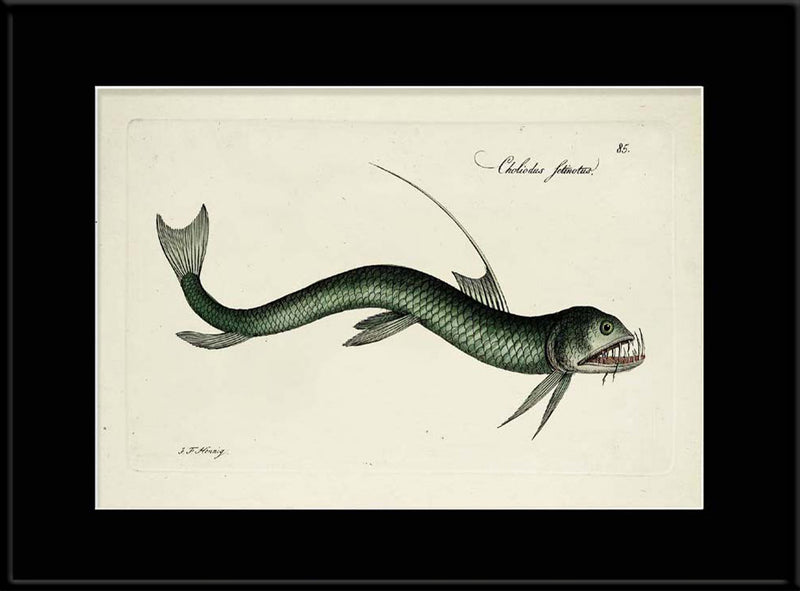 Deep Sea fish (Choliodus Fetinotus)