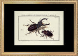 Scarab Beetle (Scarabaeorum Terrestrium)