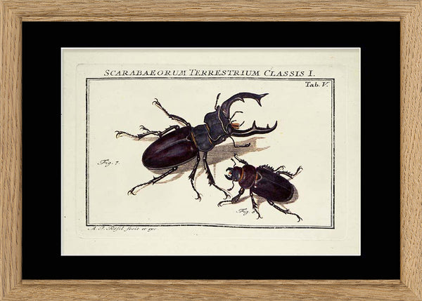 Scarab Beetle (Scarabaeorum Terrestrium)