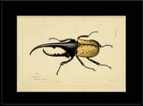 Hercules Beetle (Scarabeus Hercules)
