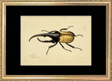 Hercules Beetle (Scarabeus Hercules)
