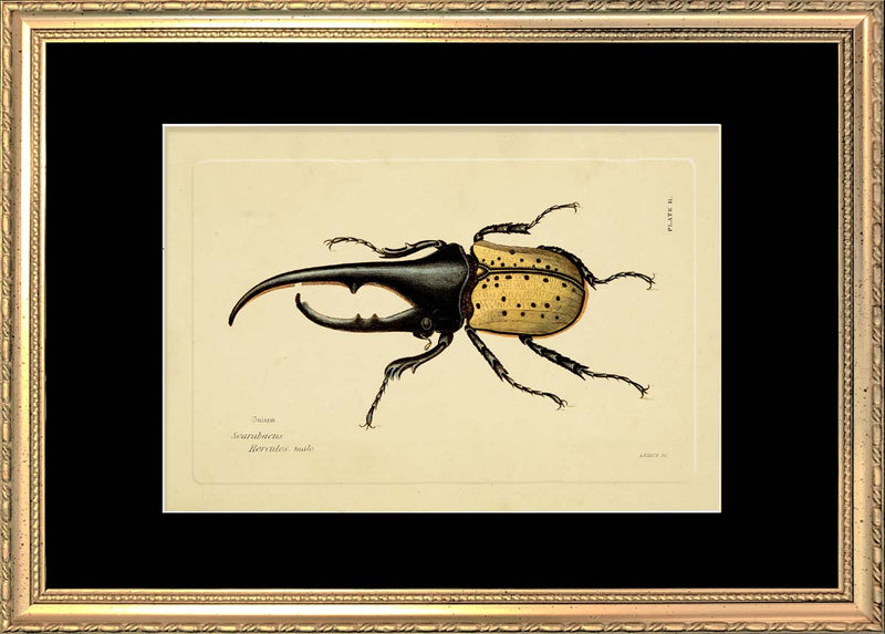 Hercules Beetle (Scarabeus Hercules)