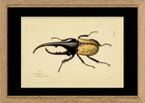 Hercules Beetle (Scarabeus Hercules)