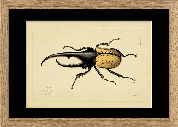 Hercules Beetle (Scarabeus Hercules)
