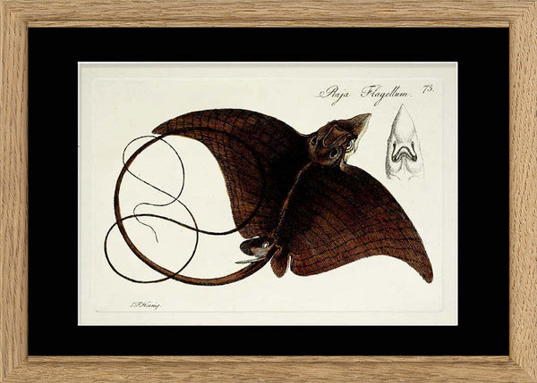 Manta Ray (Raja Flagellum)