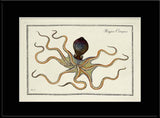 Octopus (Polypos Octopus)