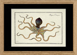 Octopus (Polypos Octopus)
