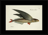 Flying Fish (Exocetus Evolans)