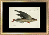 Flying Fish (Exocetus Evolans)