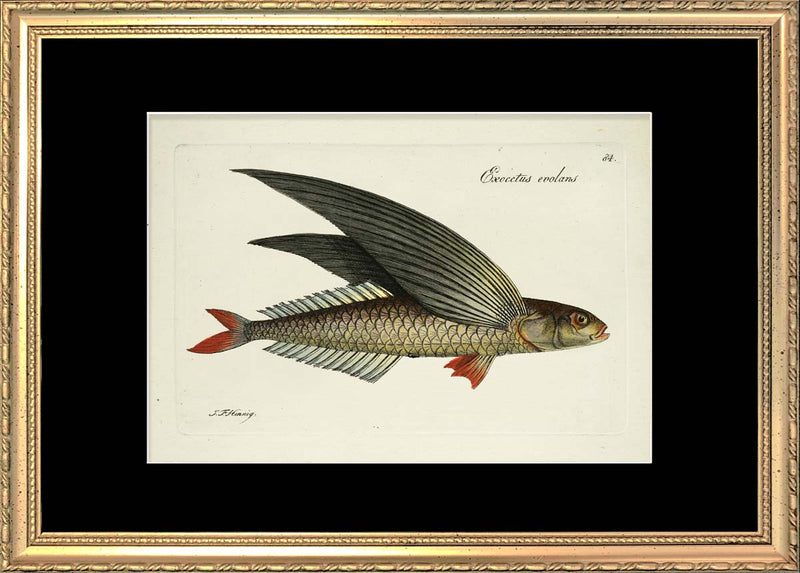 Flying Fish (Exocetus Evolans)