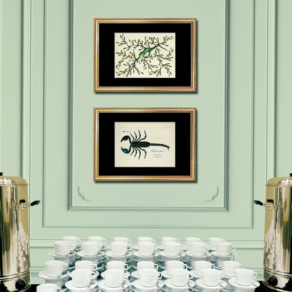 Scorpion Africain (Buthus)