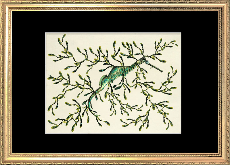 Sea Dragon (Phycodorus Eques)