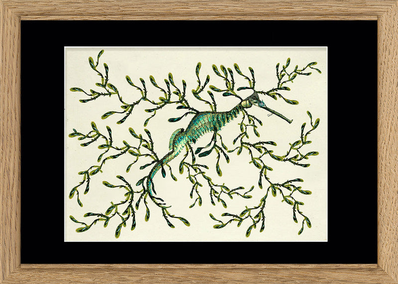 Sea Dragon (Phycodorus Eques)