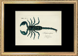 Scorpion Africain (Buthus)