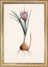 Crocus Sativus