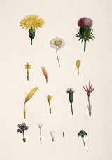 Compound Flower - Outlet