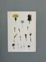 Compound Flower - Outlet