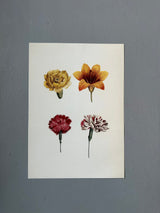 Compound Flower 2 - Outlet