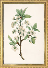 Prunus Domestica